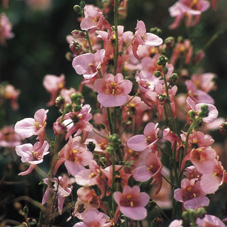 Unbranded Diascia Barberae Apricot Queen Seeds Average