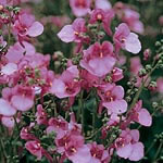 Unbranded Diascia Barberae Pink Queen Seeds 420102.htm