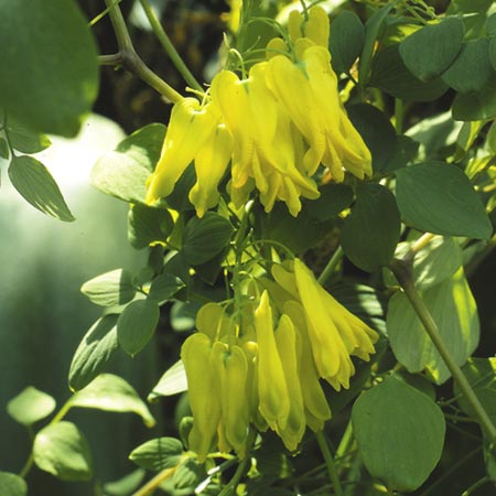 Unbranded Dicentra Scandens Golden Tears Seeds (Bleeding