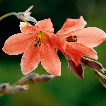 Unbranded Dierama Igneum Plants Pack of 3 Potted Plants