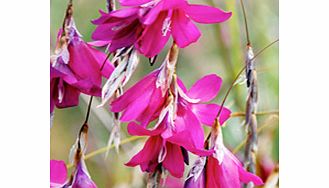 Unbranded Dierama Plant - Blackberry Bells