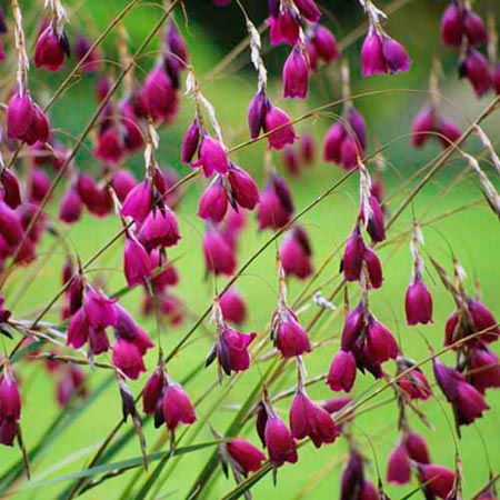 Unbranded Dierama Plant Collection Pack of 3 Potted Plants