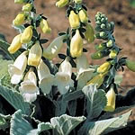 Unbranded Digitalis Carillion Seeds 425657.htm