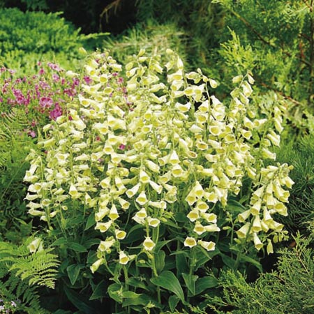 Unbranded Digitalis Dwarf Carillon Plants Pack of 16 Pot