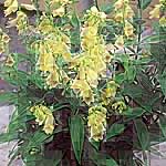 Unbranded Digitalis Dwarf Primrose Bells Seeds