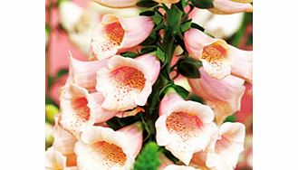 Unbranded Digitalis Plant - Dalmation Peach