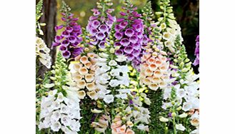 Unbranded Digitalis Plants - Dalmatian