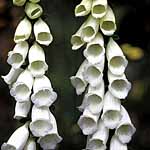 Unbranded Digitalis Snow Thimble Seeds 425677.htm