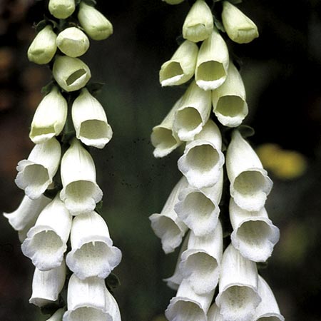 Unbranded Digitalis Snow Thimble Seeds Average Seeds 925