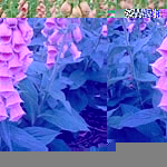 Unbranded Digitalis Strawberry Fayre Seeds 425649.htm