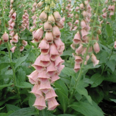 Unbranded Digitalis Strawberry Fayre Seeds (Foxglove)