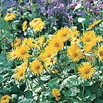 Unbranded Doronicum Caucasicum Magnificum (Leopard`s Bane)