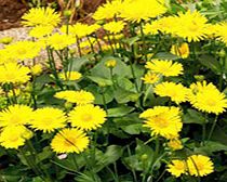 Unbranded Doronicum Plants - Little Leo