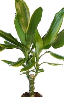 Unbranded Dracaena Golden Coast