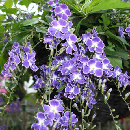 Unbranded Duranta Geisha Girl Plants Pack of 3 Pot Ready