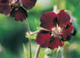 Dusky Cranesbill