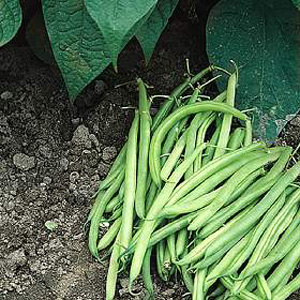 Unbranded Dwarf Bean Nomad Seeds