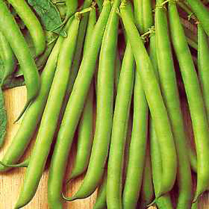 Unbranded Dwarf Bean Tendergreen Seeds