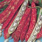 Unbranded Dwarf French Bean Borlotto Firetongue Seeds