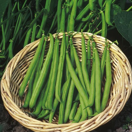 Unbranded Dwarf French Bean Ferrari Plants Pack of 10 Pot