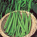 Unbranded Dwarf French Bean Ferrari Plants