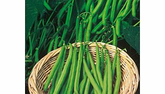 Unbranded Dwarf French Bean Plants - Ferrari