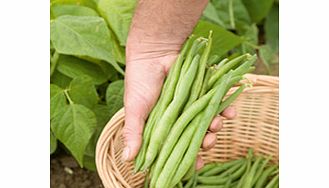 Unbranded Dwarf French Bean Seeds - Tendergreen