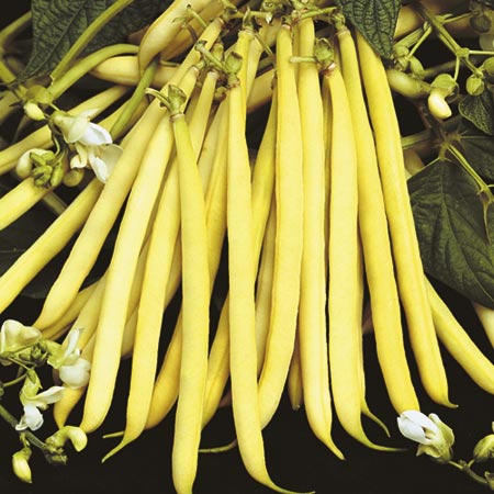 Unbranded Dwarf French Bean Valdor Seeds Average Seeds 100