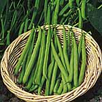 Unbranded Dwarf French Beans Ferrari seeds 430947.htm