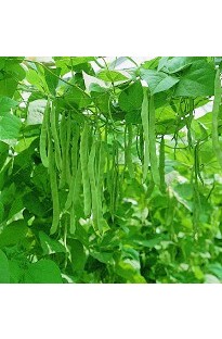 Unbranded Dwarf Runner Bean Enorma x 30 seeds