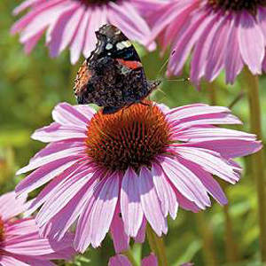 Unbranded Echinacea Pink Parasol Seeds