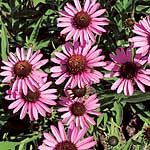 Unbranded Echinacea Pixie Meadowbrite