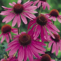 Unbranded Echinacea Purpurea