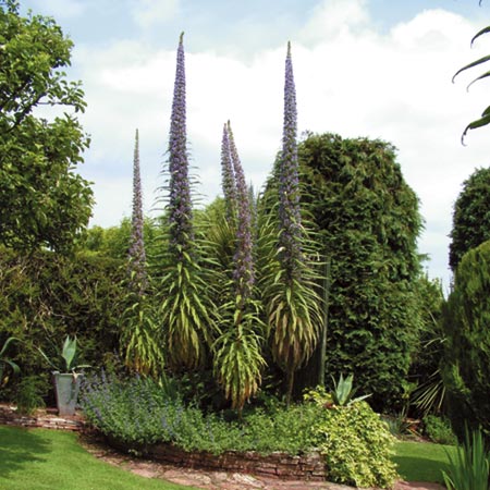 Unbranded Echium Pininana Blue Steeple Seeds Average Seeds