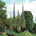 Unbranded Echium Pininana Blue Steeple Seeds