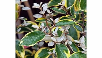 Unbranded Elaeagnus x Ebbingei Plant - Gilt Edge