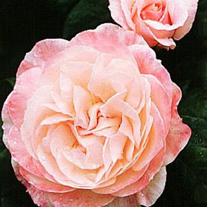 Unbranded English Miss Floribunda Rose (pre-order now)