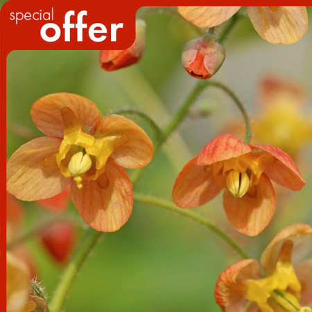 Unbranded Epimedium Orange Queen Plants Pack of 2 Bare