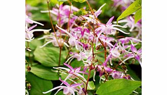 Unbranded Epimedium Plant - grandiflora Lilafee