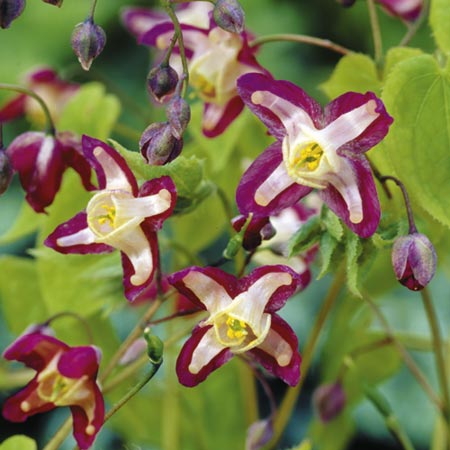 Unbranded Epimedium Rubrum Pack of 1 Bare Root