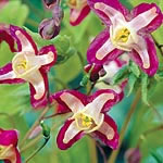 Unbranded Epimedium Rubrum