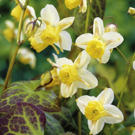 Unbranded Epimedium Sulphureum (Barrenwort) Pack of 1 Plant