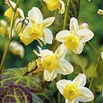 Unbranded Epimedium Sulphureum