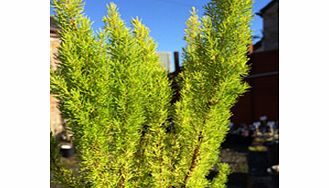 Tree heath with scented white flowers in early spring and the brightest golden foliage. RHS Award of Garden Merit winner. Height 2m (6); spread 80cm (32). Supplied in a 2-3 litre pot.Acid lovingEvergreenFull sunFully hardyMedium shrubBUY ANY 3 AND SA