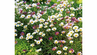 Unbranded Erigeron Plant - Sea of Blossom