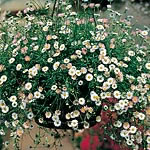 Unbranded Erigeron Profusion Seeds 425797.htm