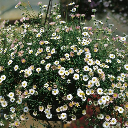 Unbranded Erigeron Profusion Seeds Average Seeds 350