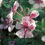 Unbranded Erodium Pelargoniiflorum Seeds