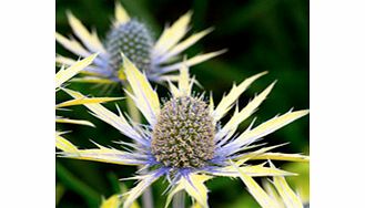 Unbranded Eryngium Plant - Neptunes Gold