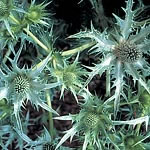 Unbranded Eryngium Silver Ghost Seeds